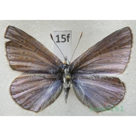 Polyommatus thersites (Cantener, 1835) male Czech15f